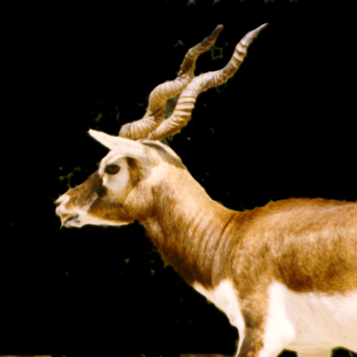 Originele BMP-afbeelding van een blackbuck